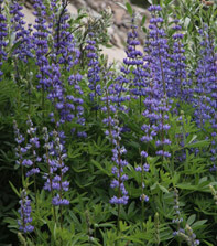 Flowers - Galena Times